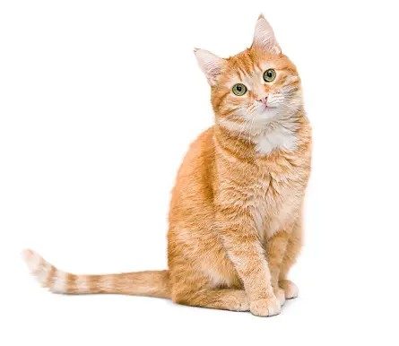 A cat on a white background