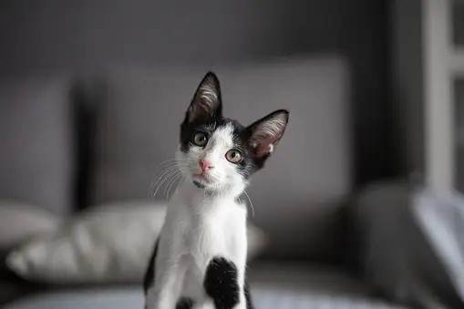 A cat is sitting on a bed