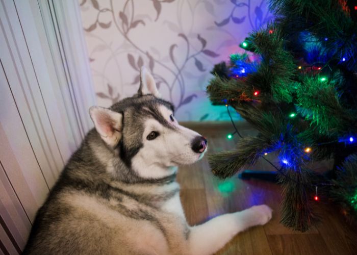 A dog lying near a Christmas tree