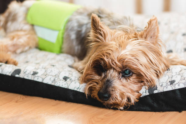 Dog lying on a pet bed