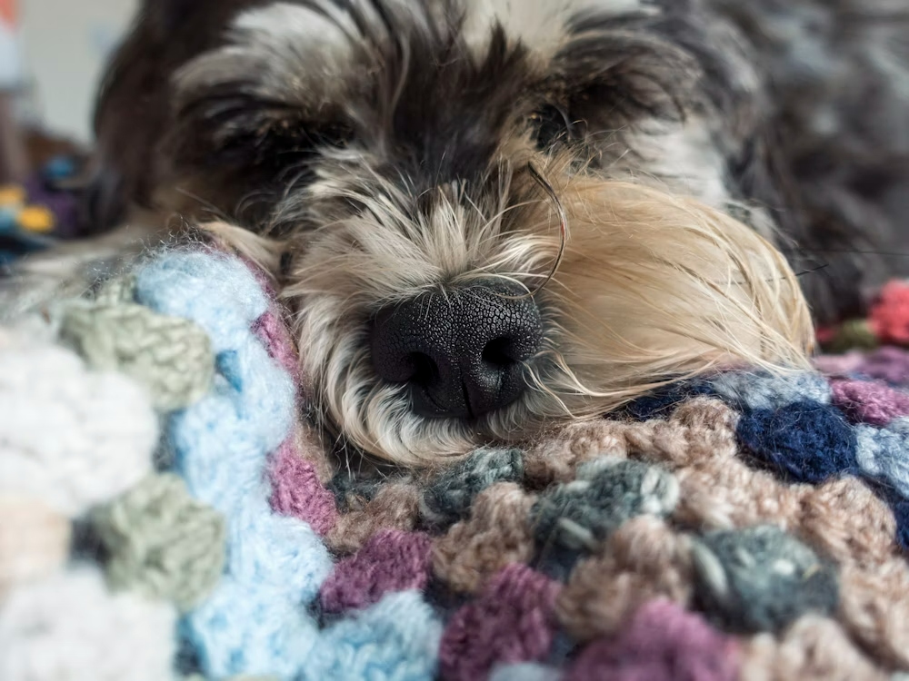 A dog is lying on a rug