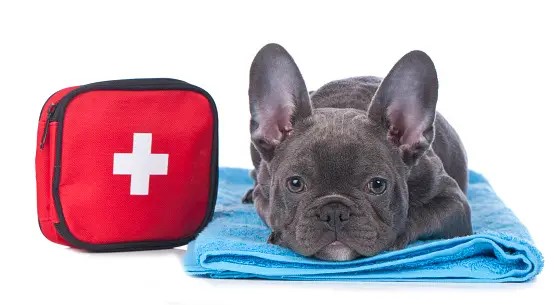 A dog is lying on a towel near a first aid kit