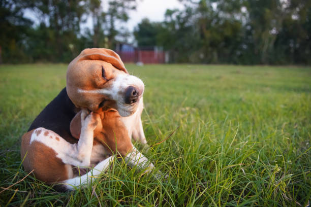 A dog scratching on itself