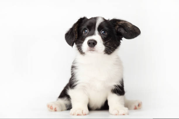 A black and white puppy sitting on the floor