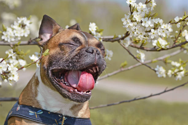 A dog sneezing due to allergy