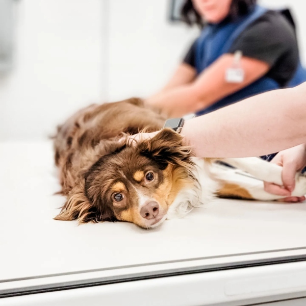 Vet putting bandage to a dog's leg