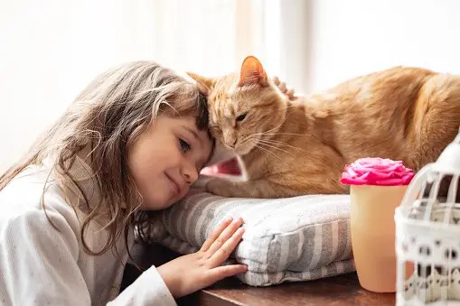 A girl is playing with a cat