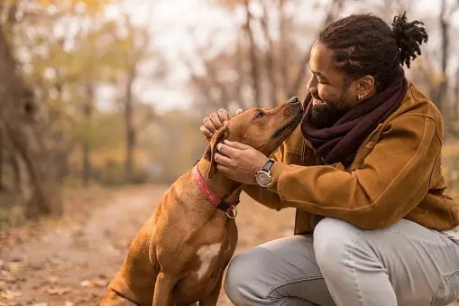 A person is petting a dog