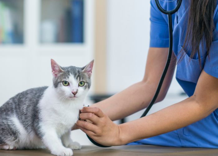 A lady vet examining a cat