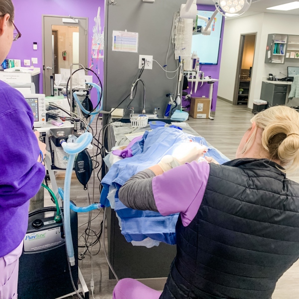 Vets performing surgery of a pet