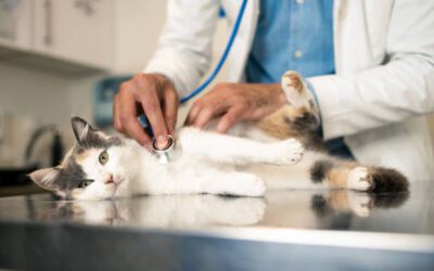 Understanding and Treating Feline Upper Respiratory Infections