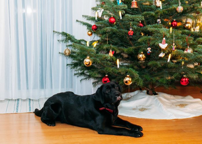 Black dog sitting near Christmas tree at home