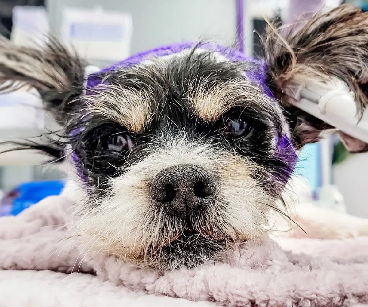 A dog relaxing after a medical procedure