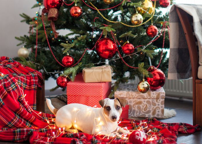 A dog lying on a red plaid blanket near X-mas tree