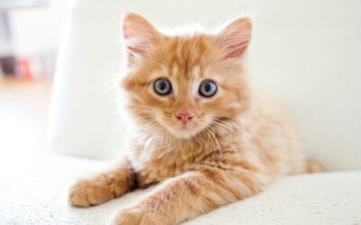 Handling Injuries In Cats: Steps to Take to Ensure Their Safety