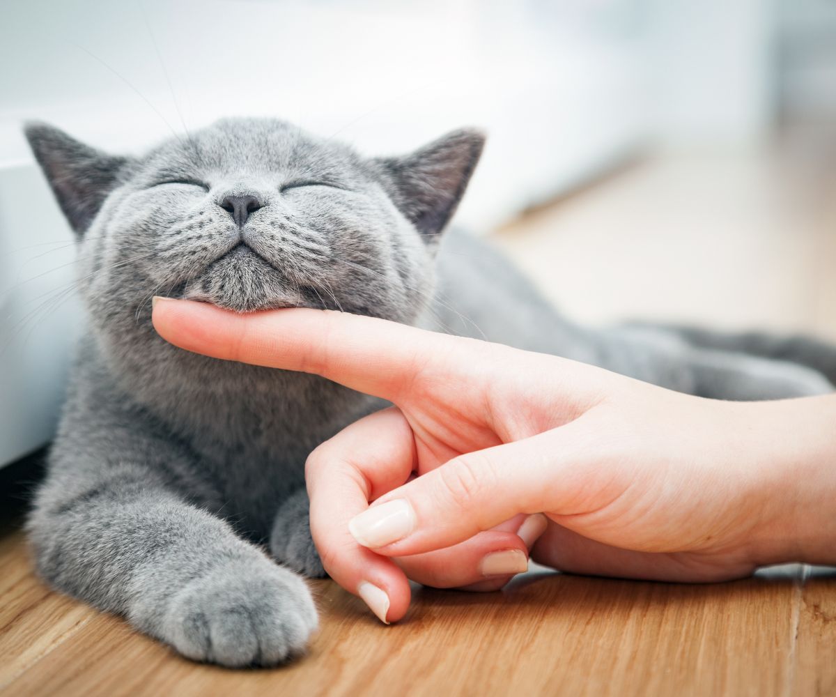 A person's hand gently stroking a cat