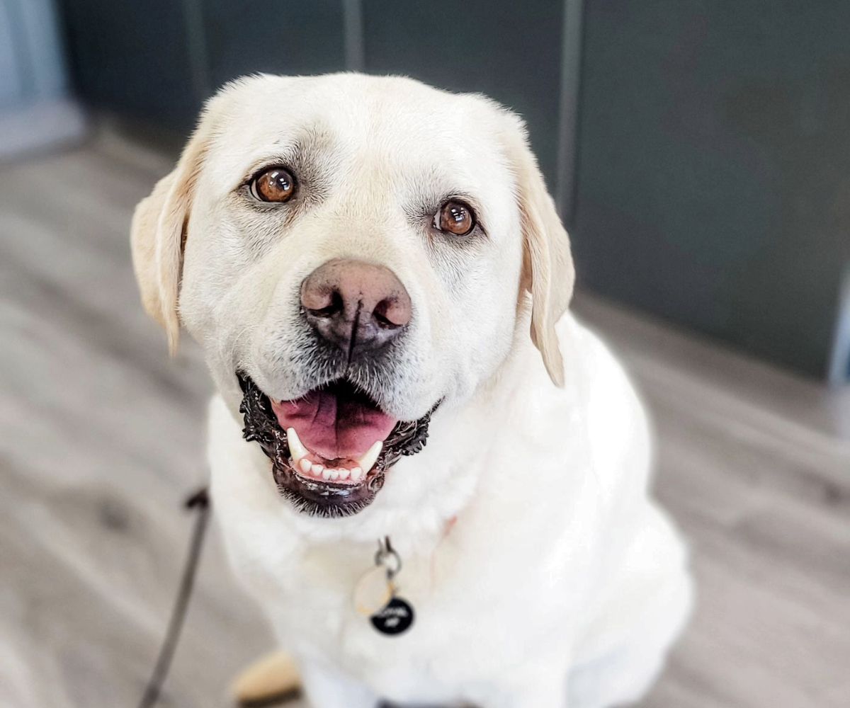 A white dog on leash sitting on the floor