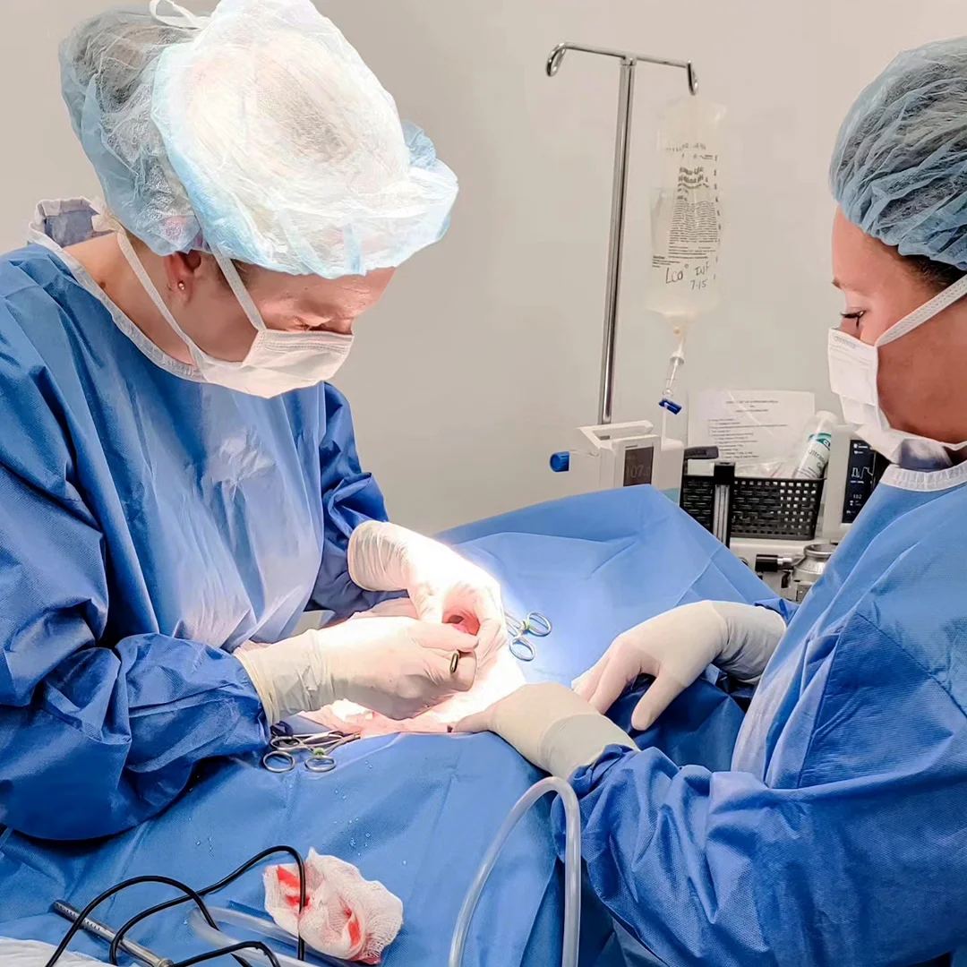 Veterinary surgeons performing surgery of a pet