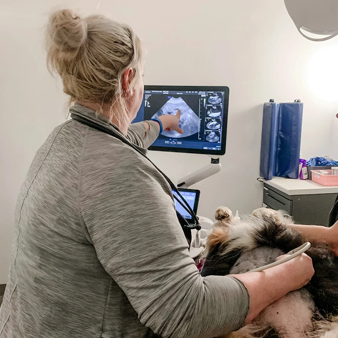 Veterinarian doing ultrasound scan of a dog