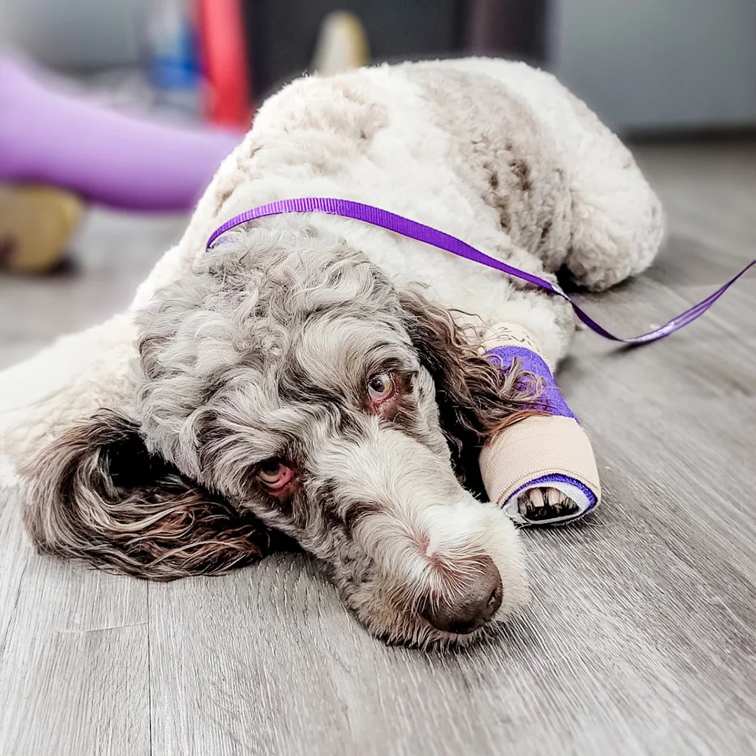 Dog resting on the floor with a bandaged paw