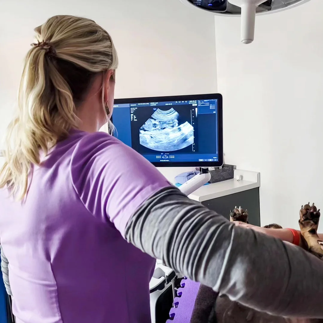 Veterinarian performing ultrasound scan on a dog