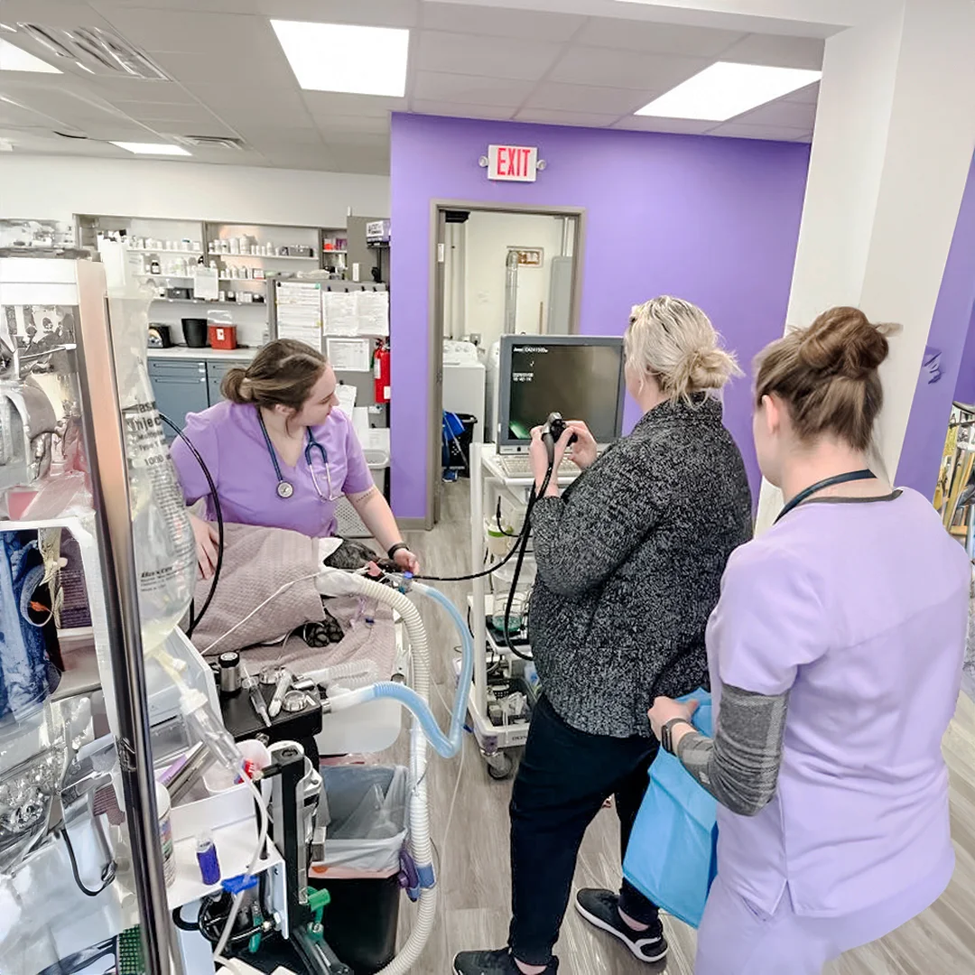 Veterinary team performing endoscopy on a dog