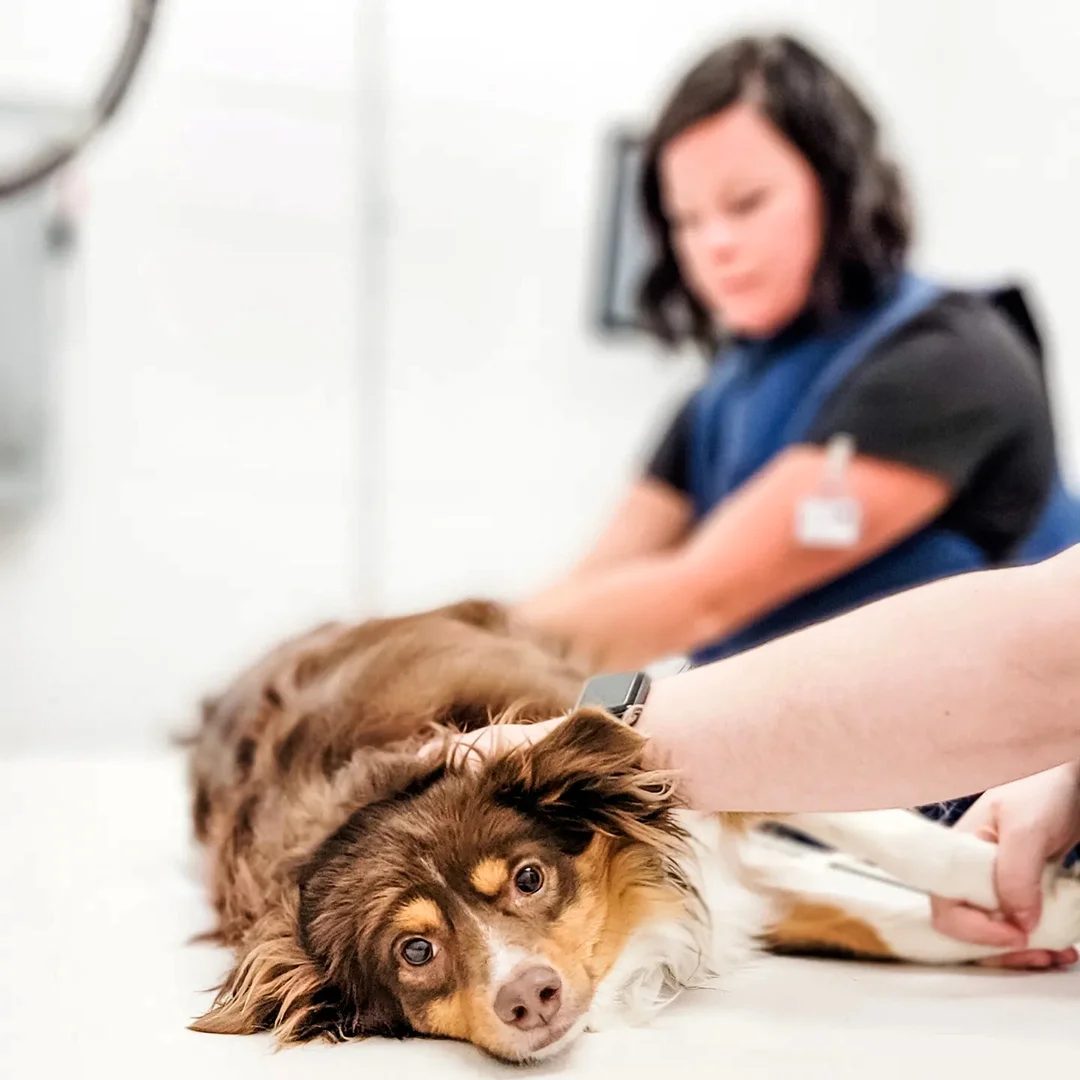 Veterinary technician putting bandage on a dog's leg