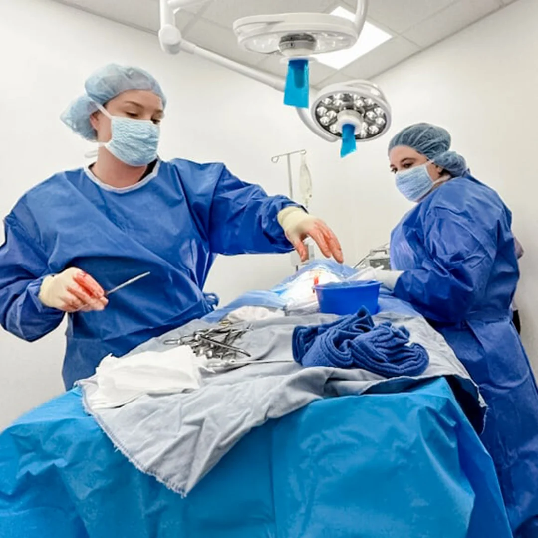 Veterinary surgeons performing surgery of a pet