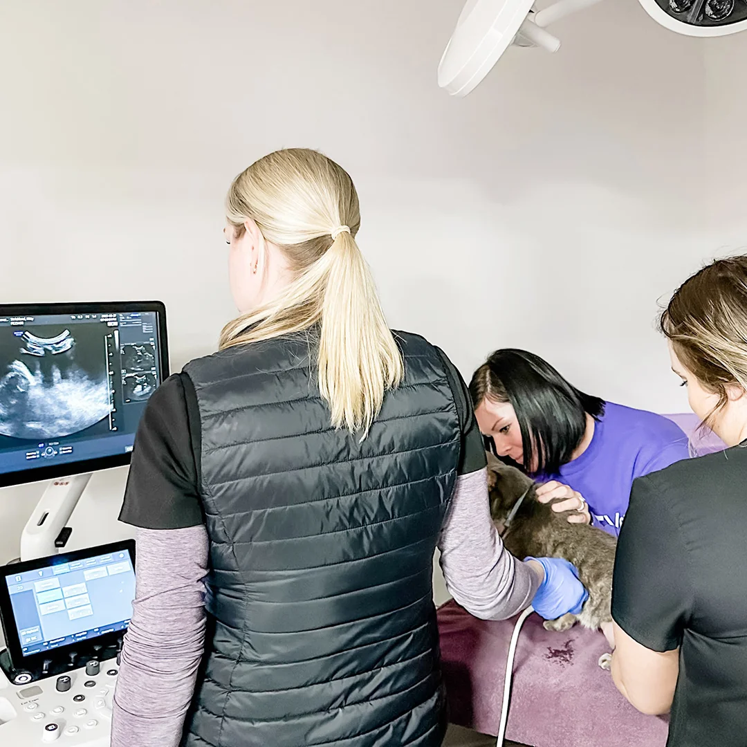 Veterinarians performing an ultrasound on a small animal