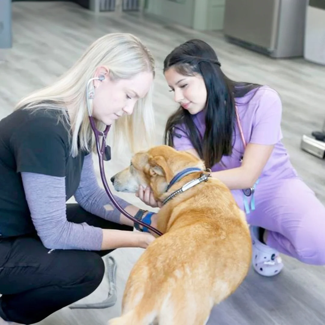 Vet and vet technician examining a dog