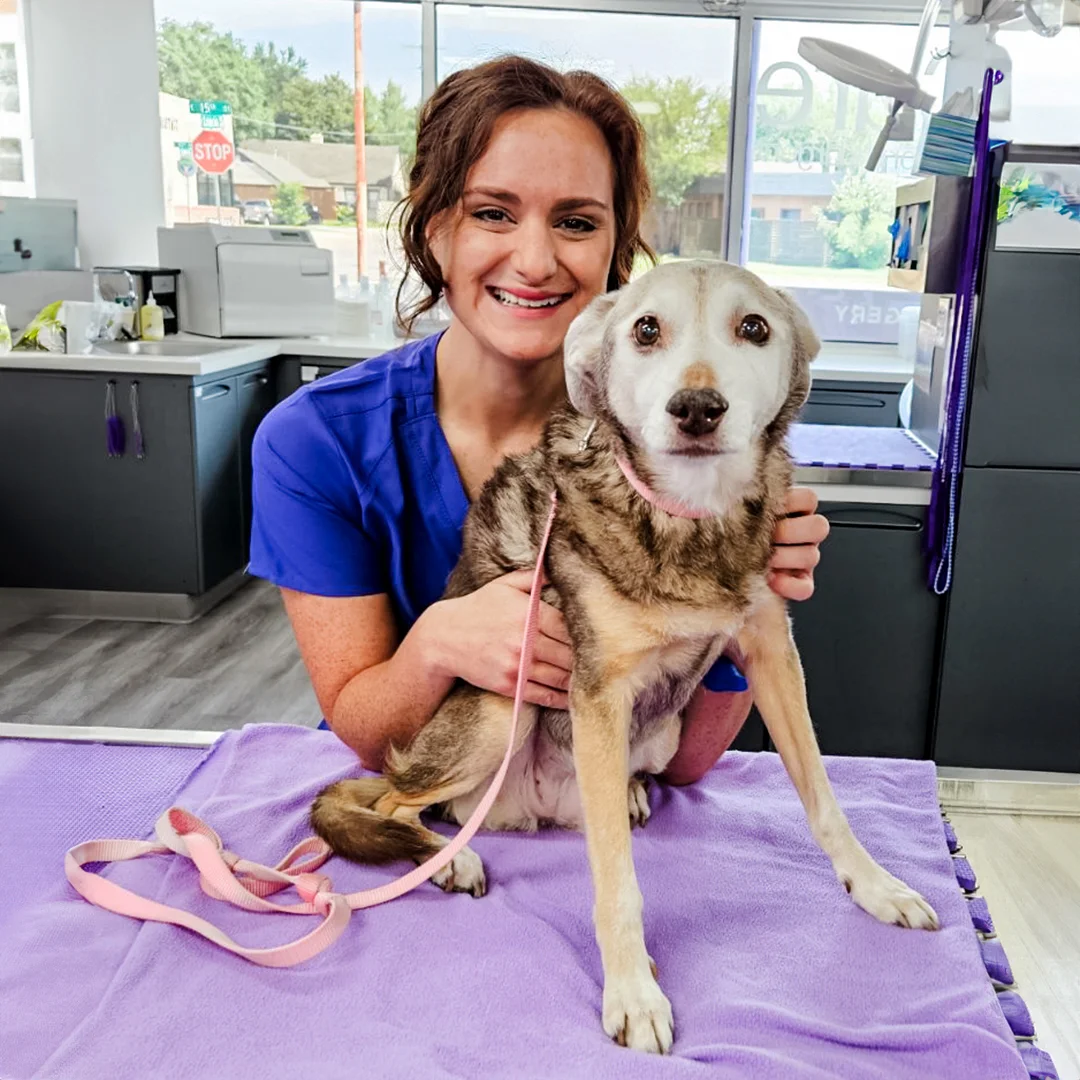 Veterinary technician holding a senior dog on an exam table