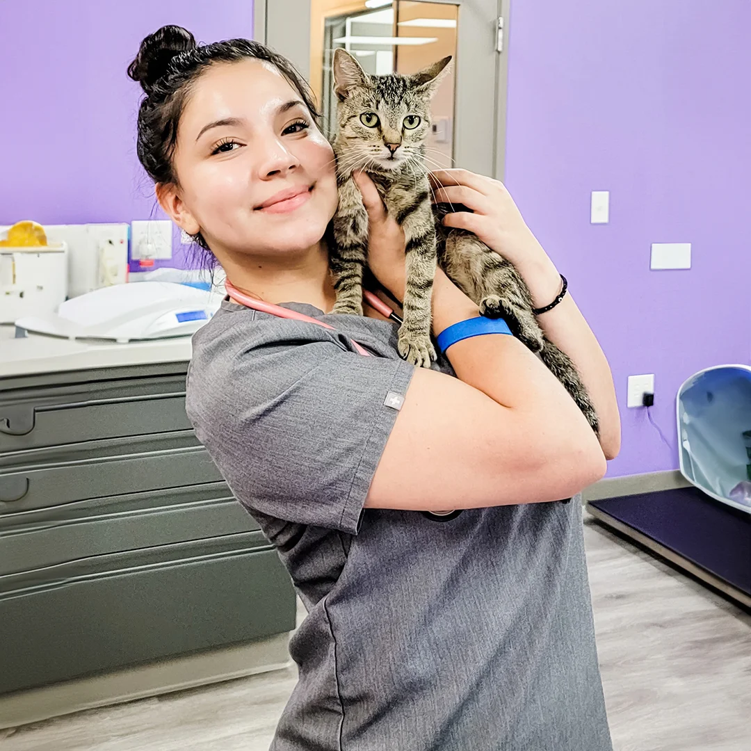 Veterinary technician holding a tabby cat