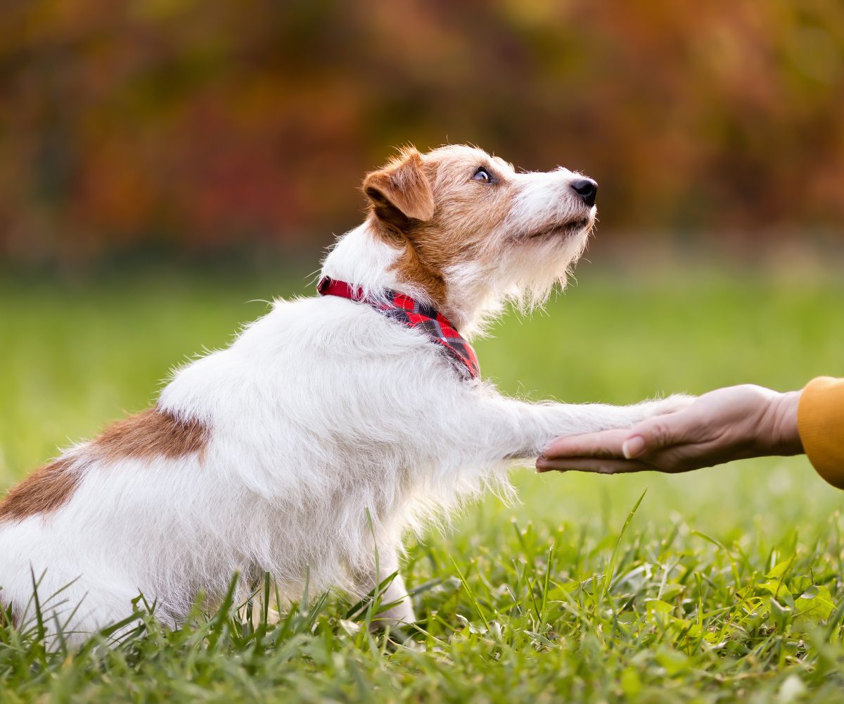 A dog giving paw to a person