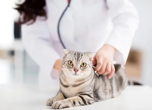 Vet examining a cat with stethoscope