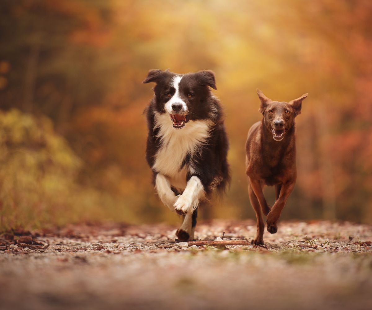 Two dogs running outdoors