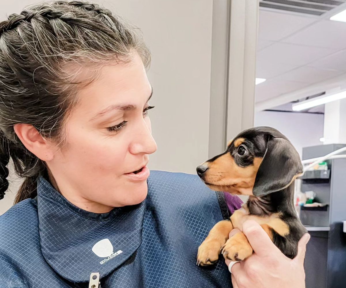 A vet staff holding a small dog