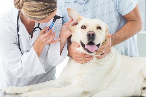 A lady vet examining a dog's ear