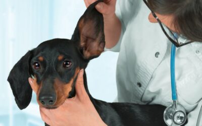 Signs Of An Ear Infection In Your Dog: What Happens If It’s Left Untreated