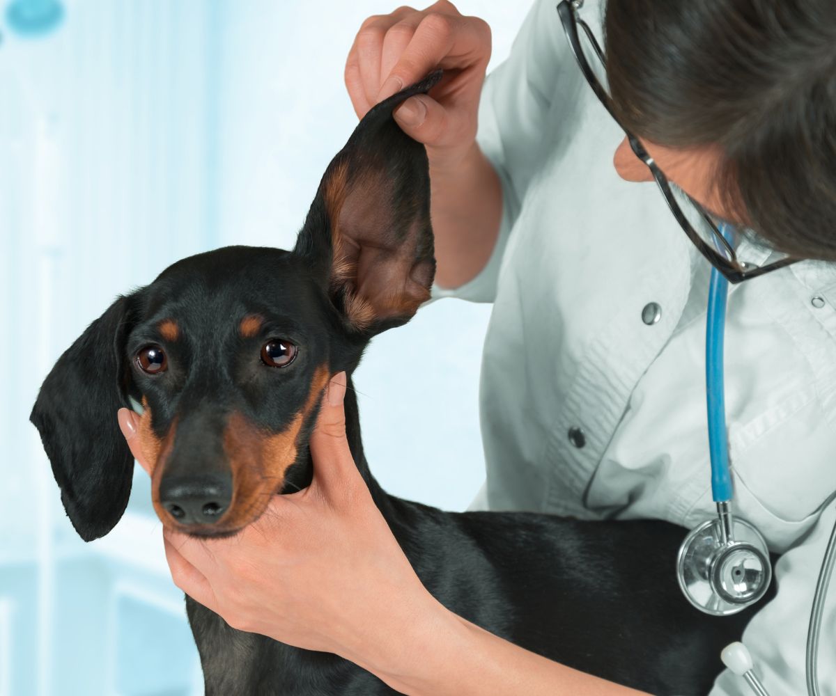 A vet examining a dog's ear