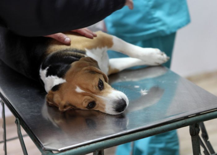 A dog lying on an examination table