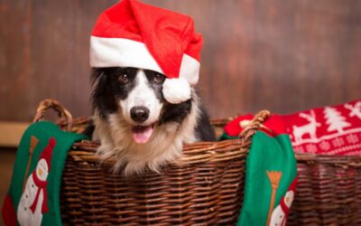 Having Guests Over For The Holidays? How to Effectively Prevent & Treat Anxiety in Your Dogs