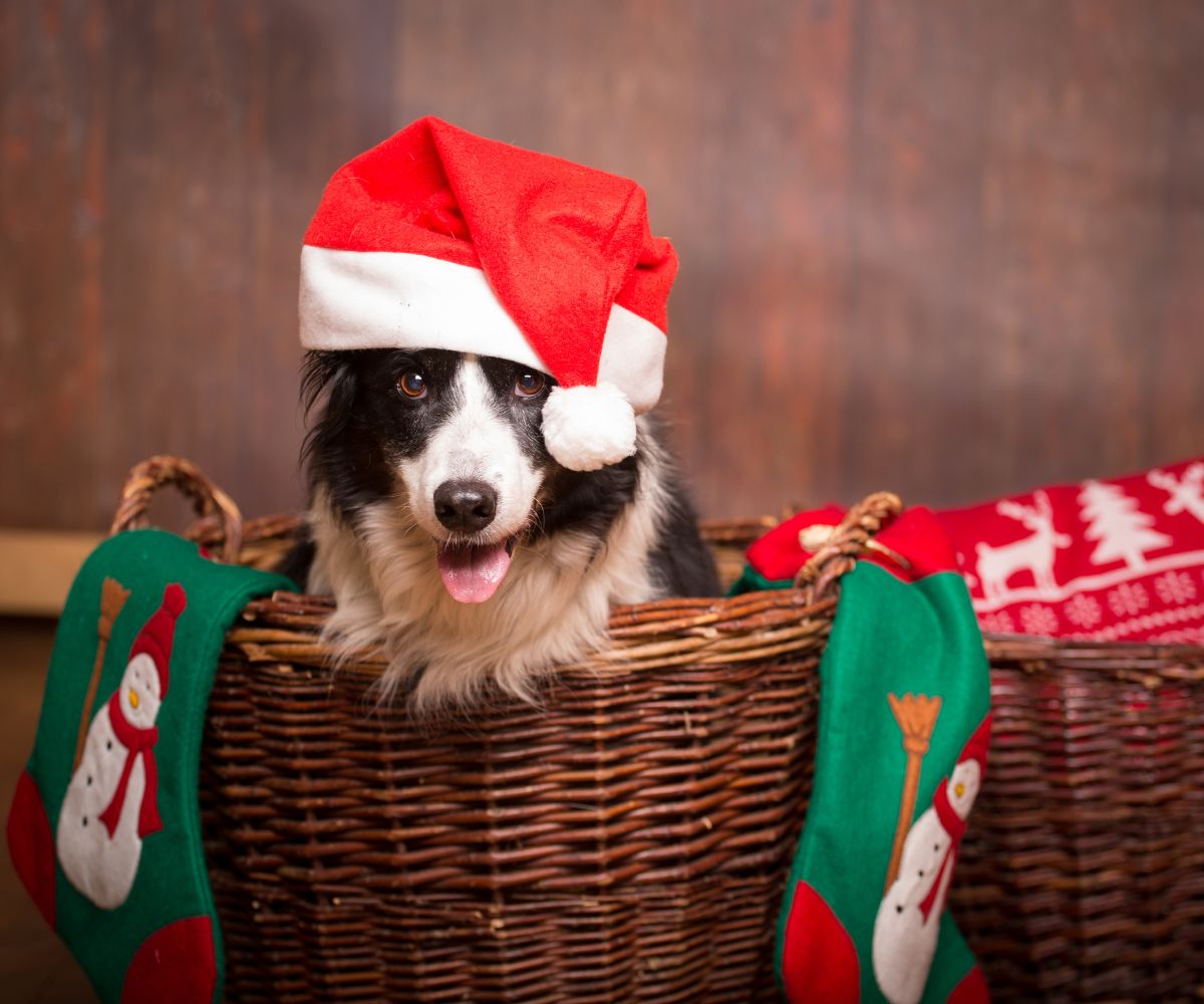 A dog wearing x-mas hat sitting inside a basket