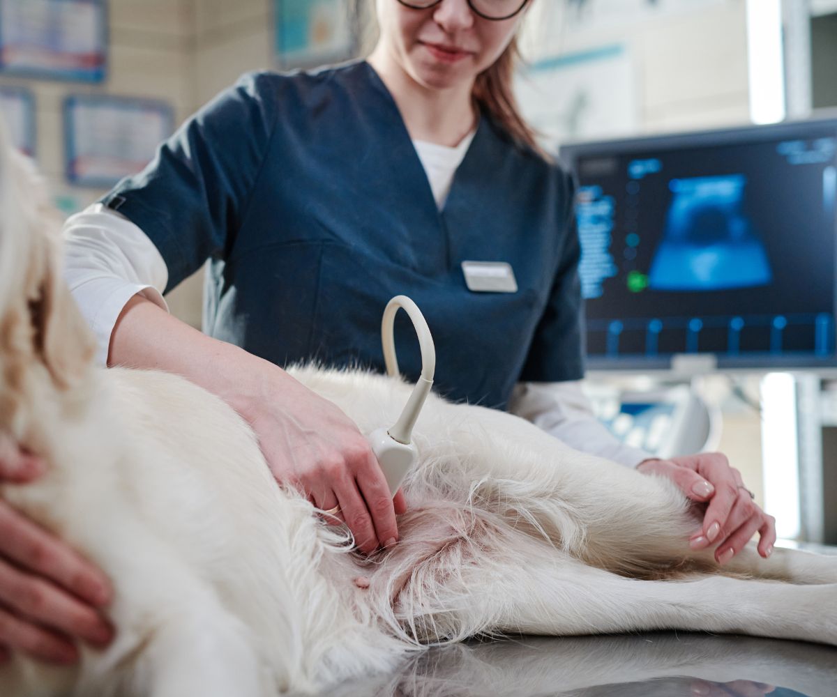 Vet doing ultrasound scan of a pet