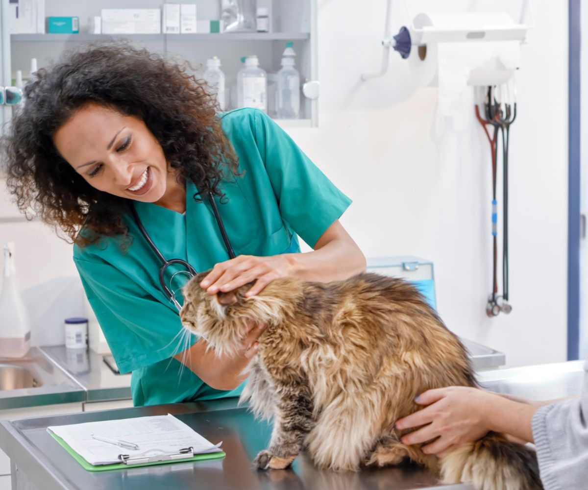 A vet examining a cat sitting on a table