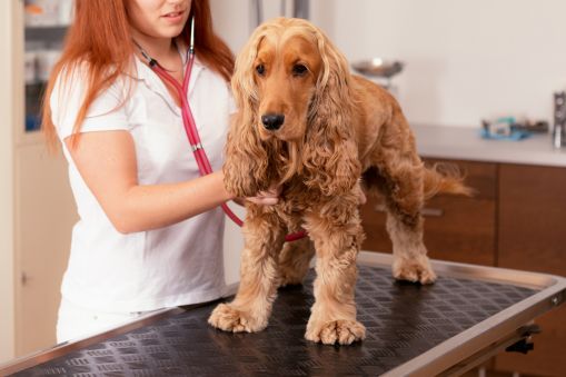 A vet examining a Cocker Spaniel dog